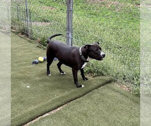 Staffordshire Bull Terrier-Unknown Mix Dogs for adoption in Lincoln, NE, USA