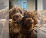 Small #8 Goldendoodle (Miniature)