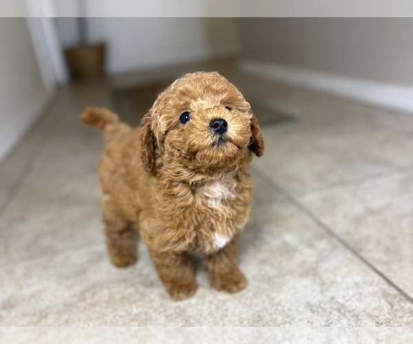 Medium Photo #3 Maltipoo Puppy For Sale in TUCSON, AZ, USA