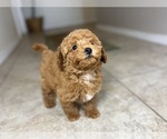 Small #2 Maltipoo