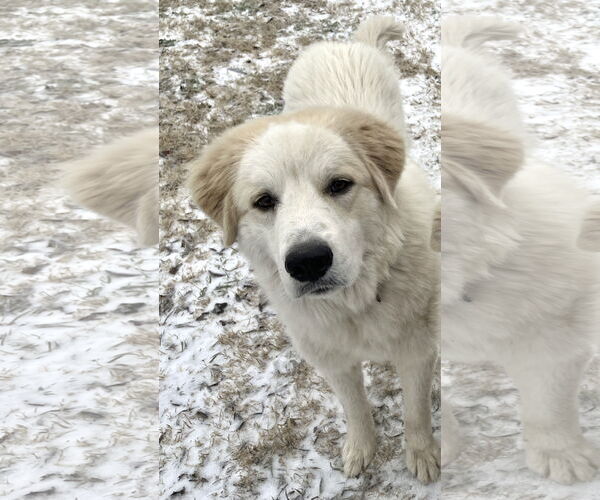 Medium Photo #5 Great Pyrenees Puppy For Sale in Spring, TX, USA