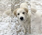 Small #4 Great Pyrenees