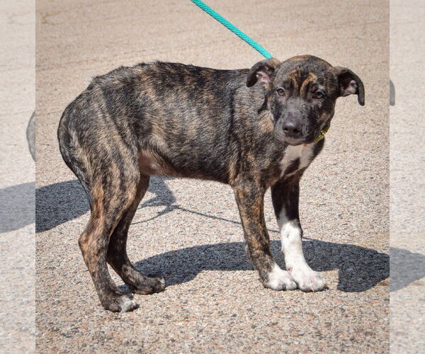 Medium Photo #4 Boxapoint Puppy For Sale in Huntley, IL, USA
