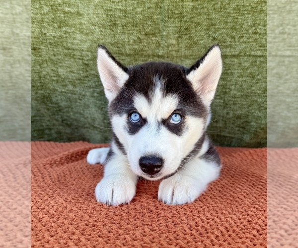Medium Photo #6 Siberian Husky Puppy For Sale in OCALA, FL, USA