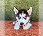 Small #5 Siberian Husky