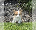 Puppy Petal Pembroke Welsh Corgi