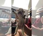 Small Photo #1 French Bulldog Puppy For Sale in FORT STEWART, GA, USA