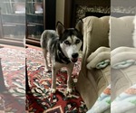 Small #4 Siberian Husky