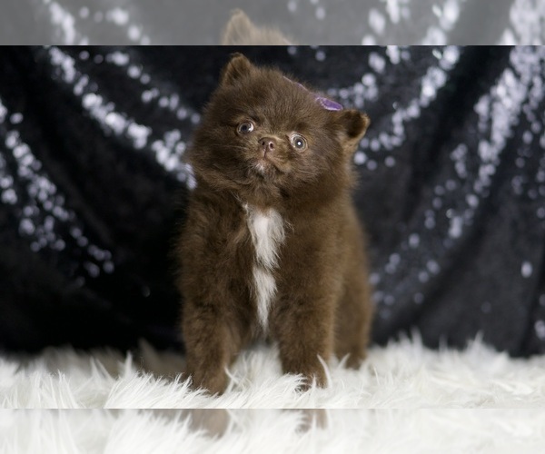 Medium Photo #27 Pomeranian Puppy For Sale in WARSAW, IN, USA