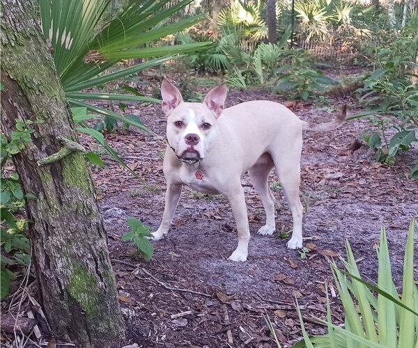 Medium Photo #4 Mutt Puppy For Sale in Crescent City, FL, USA