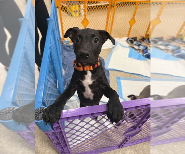 Medium Photo #3 American Staffordshire Terrier-Unknown Mix Puppy For Sale in Wenonah, NJ, USA