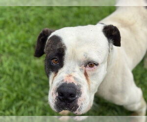 Mastiff Dogs for adoption in Tulsa, OK, USA