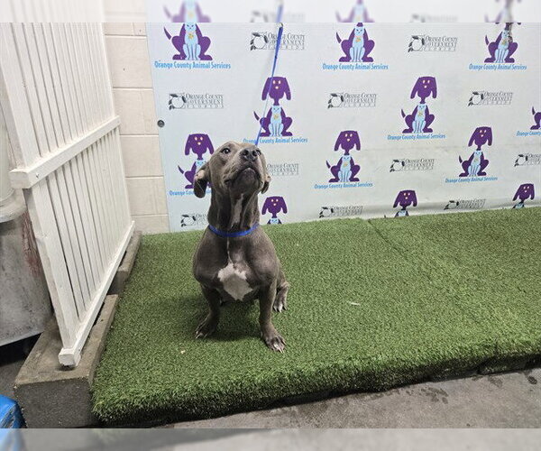 Medium Photo #1 Mutt Puppy For Sale in Orlando, FL, USA