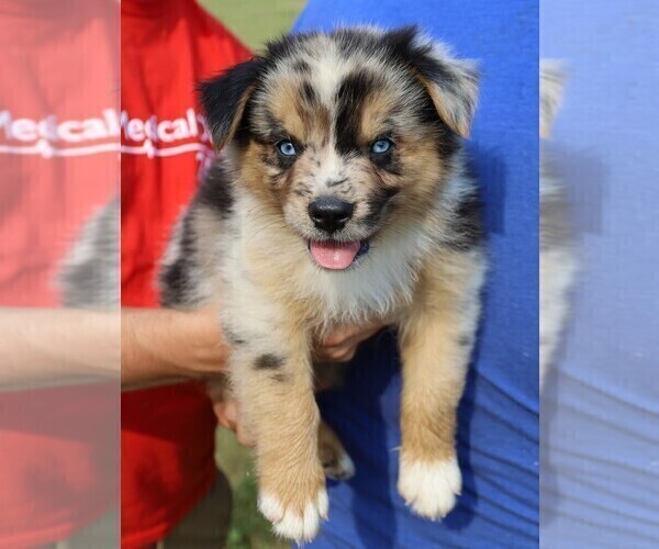 Medium Photo #1 Australian Shepherd Puppy For Sale in LEBANON, IN, USA