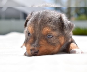 Doberman Pinscher Puppy for sale in PALM COAST, FL, USA