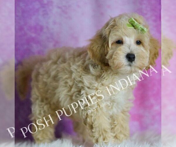 Medium Photo #4 Maltipoo (Miniature) Puppy For Sale in WARSAW, IN, USA