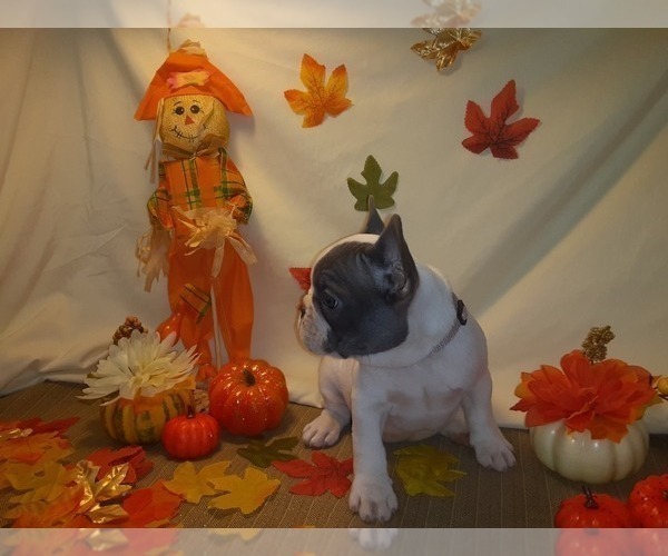 Medium Photo #3 French Bulldog Puppy For Sale in PAWTUCKET, RI, USA