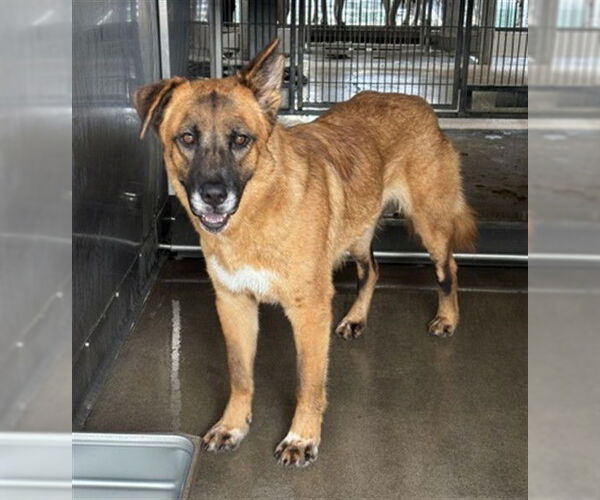 Medium Photo #2 German Shepherd Dog Puppy For Sale in San Bernardino, CA, USA