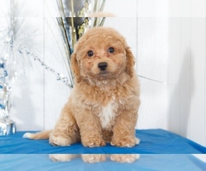 Poochon-Poodle (Miniature) Mix Puppy for sale in MOUNT VERNON, OH, USA