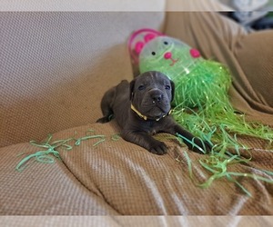 Medium Cane Corso