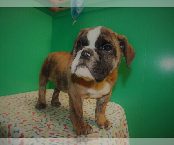 Medium Photo #4 Beabull Puppy For Sale in PATERSON, NJ, USA