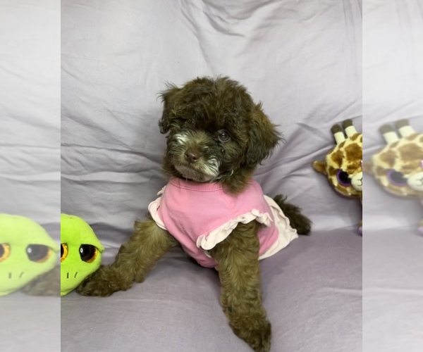Medium Photo #4 Maltipoo Puppy For Sale in VALLEY CENTER, CA, USA