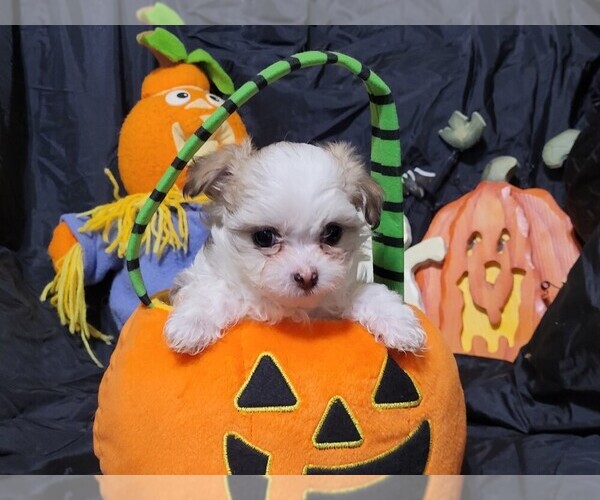 Medium Photo #1 Malchi Puppy For Sale in LAGRANGE, KY, USA