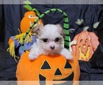 Small Photo #1 Malchi Puppy For Sale in LAGRANGE, KY, USA