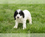 Small #1 Cockapoo (Miniature)
