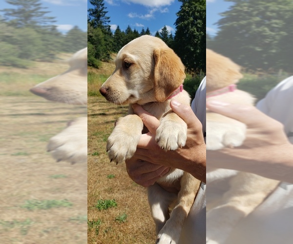 Medium Photo #11 Labrador Retriever Puppy For Sale in OLYMPIA, WA, USA