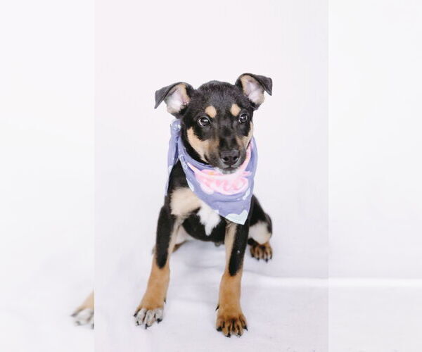 Medium Photo #3 Labbe Puppy For Sale in Princeton, MN, USA