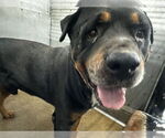 Small Rottweiler