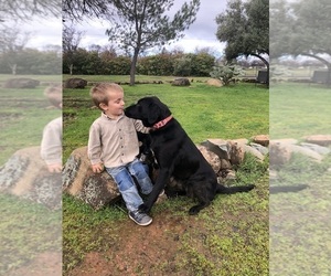 Border Collie-Golden Retriever Mix Dogs for adoption in OROVILLE, CA, USA