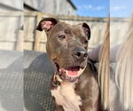 Small #3 American Pit Bull Terrier Mix