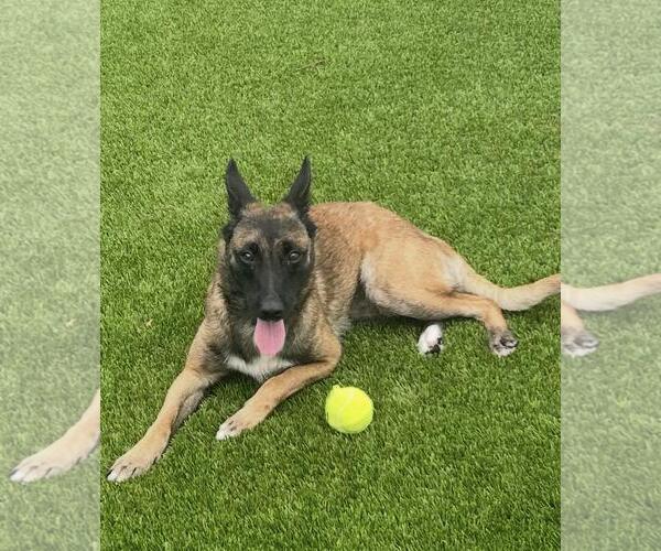 Medium Photo #2 German Shepherd Dog-Unknown Mix Puppy For Sale in Stevens Point, WI, USA