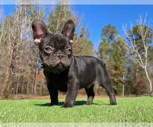 French Bulldog Puppy for sale in LOCUST GROVE, GA, USA