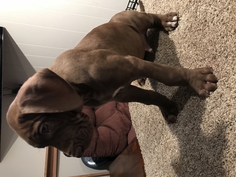 Medium Photo #1 Great Dane Puppy For Sale in NORTH WEBSTER, IN, USA