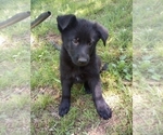 Small Photo #2 German Shepherd Dog Puppy For Sale in JASPER, AR, USA