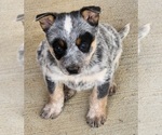 Small Photo #1 Australian Cattle Dog Puppy For Sale in RUSSELLVILLE, KY, USA
