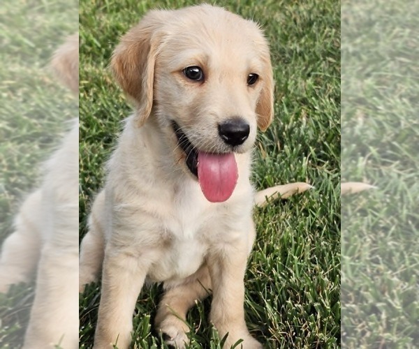 Medium Photo #4 Double Doodle Puppy For Sale in VALDESE, NC, USA