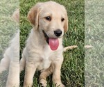 Puppy Daisy Double Doodle