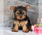 Small Photo #3 Yorkshire Terrier Puppy For Sale in MILL HALL, PA, USA