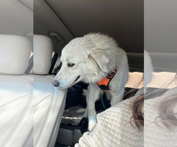 Medium Photo #3 Great Pyrenees Puppy For Sale in Denver , CO, USA
