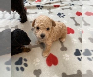 Poodle (Toy) Puppy for sale in LAWRENCE, KS, USA