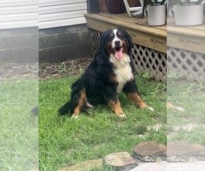 Father of the Bernese Mountain Dog puppies born on 06/09/2025