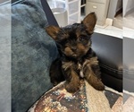 Small #3 Yorkshire Terrier