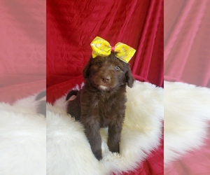 Bordoodle Puppy for sale in FAIR OAKS, CA, USA