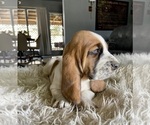 Small Photo #7 Basset Hound Puppy For Sale in HUGHSON, CA, USA