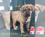 Small #5 German Shepherd Dog-Great Pyrenees Mix
