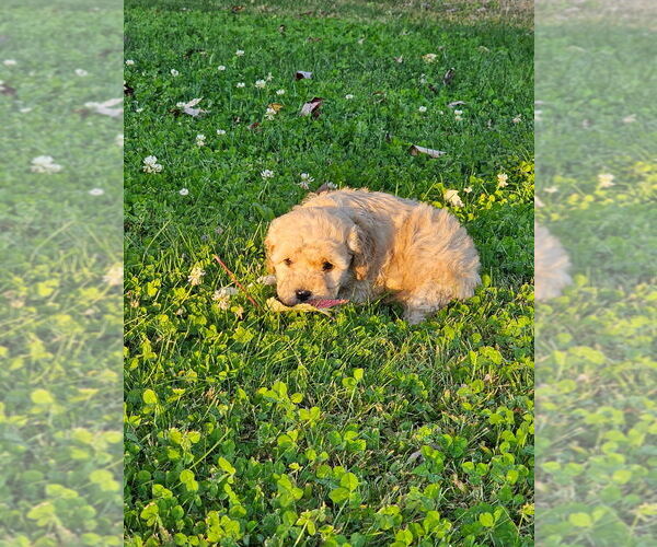 Medium Photo #6 Cavapoo (Miniature) Puppy For Sale in MEDFORD, OR, USA